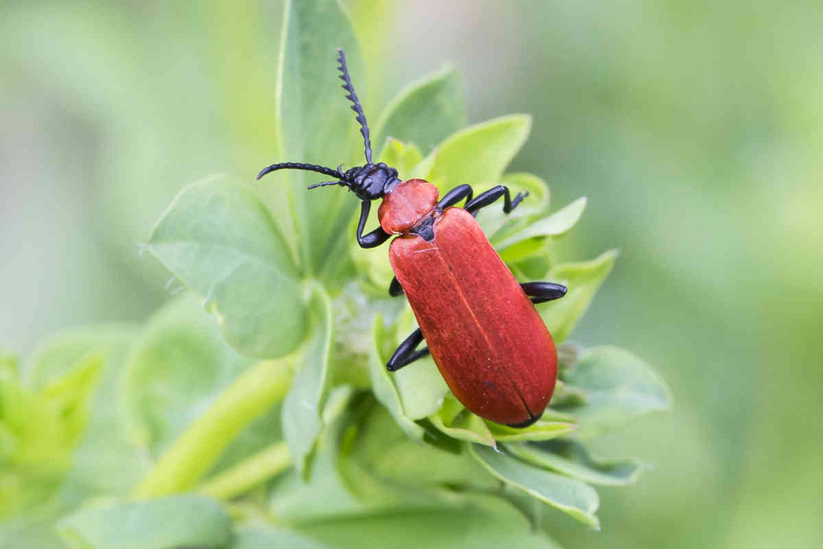 Punainen Kovakuoriainen