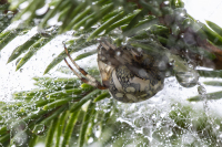Marmoristikki naaras