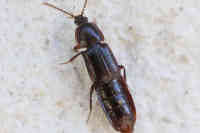 Acidota crenata