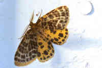 Suomittari