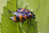 Cryptocephalus sexpunctatus