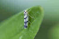 Eupteryx atropunctata