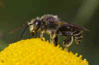 Keltasäärialpimehiläinen