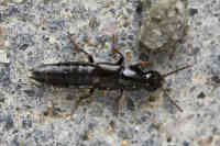 Quedius sp