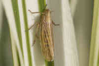 Stenocranus major