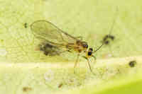 Stenopsocus immaculatus