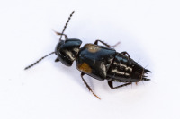 Tachinus subterraneus