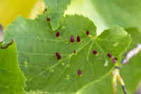 Eriophyes tiliae lehmuksen lehdessä