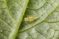 Eupteryx atropunctata nymfi