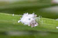 Pikkuhavukirvan lehtikuusella elävä muoto ja munia