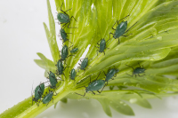 Delphiniobium junackianum ukonhatussa