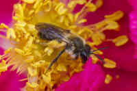 Maamehiläinen kerää jalkojensa vasuihin siitepölyä 