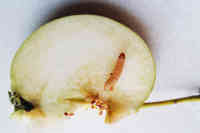 Omenakääriäisen toukka