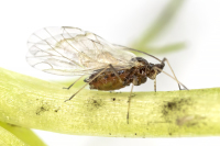 Persikkakirva siivellinen